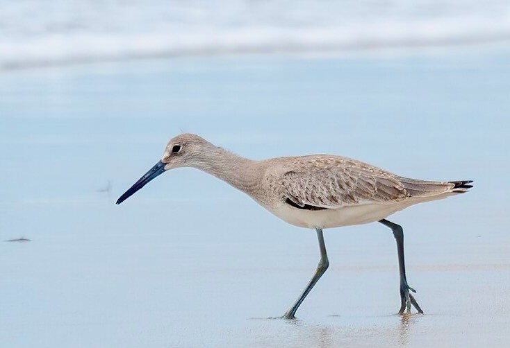 Willet by Shinnecock inlet by Rhododendrites is licensed under CC BY-SA 4.0.